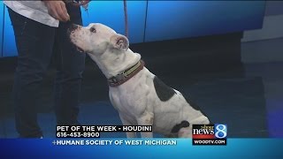 Pet of the week - Oct. 11, 2013