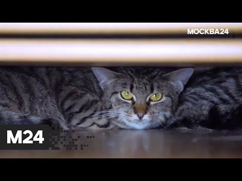 "История одного спасения": Волонтер помогла двум котятам, замерзшим в гараже - Москва 24