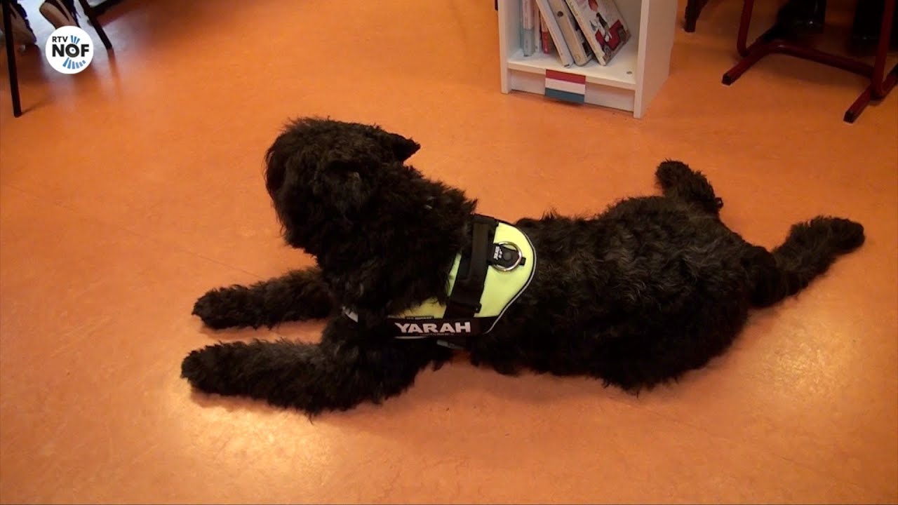 Schoolhond 'Yarah' helpt bij lezen