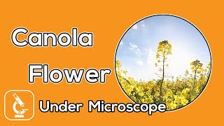 Under Microscope | What does canola flower look like under the microscope?