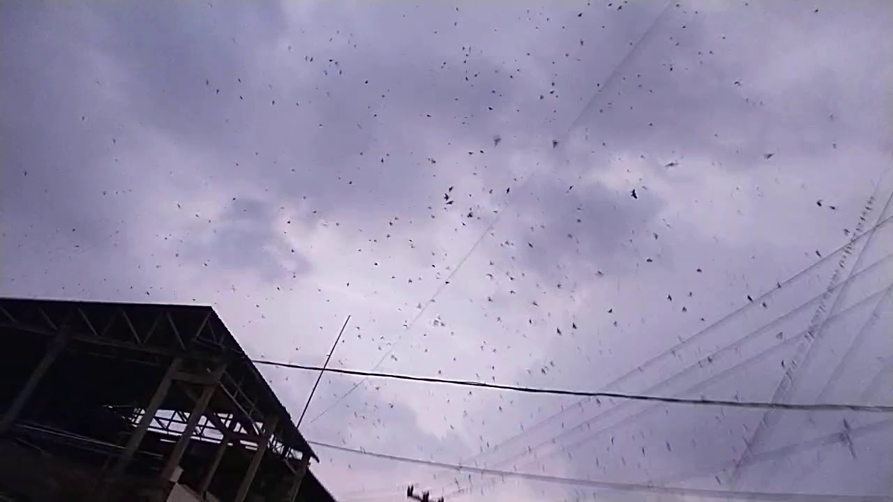 Langit gelap penuh kelelawar di sore hari YouTube