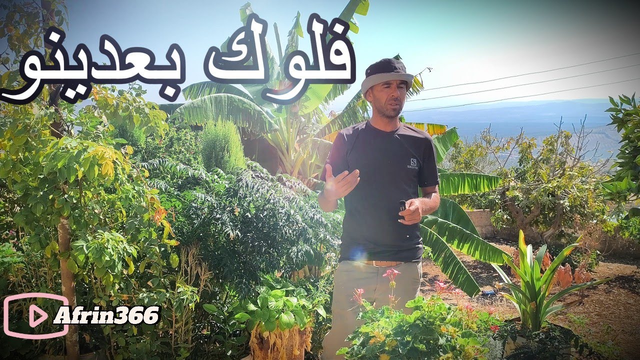 كلنا اخدين برد - فلوك في بعدينو