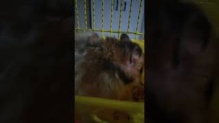 Bizim Yaramaz Gezintide