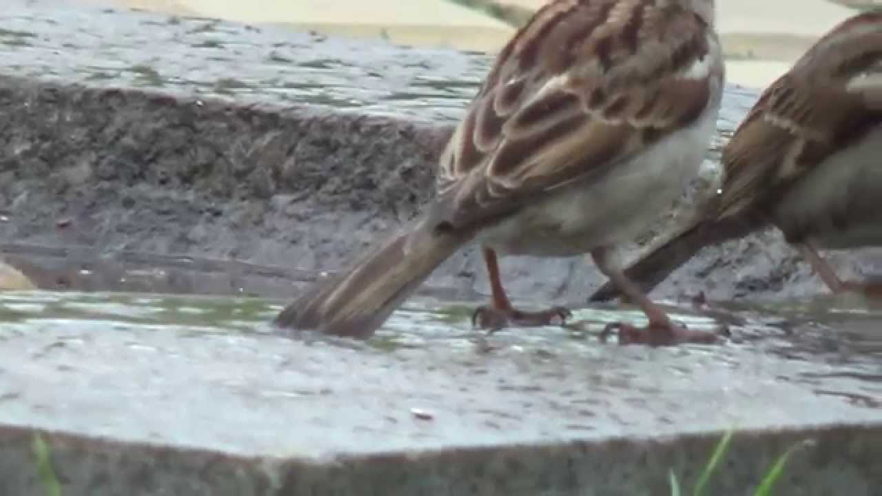 Birds 