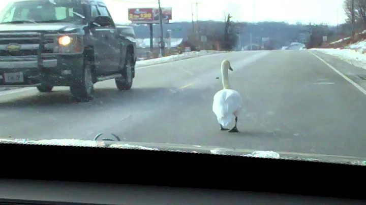 swan in middle of road