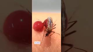 How Do Mosquitoes Bite?