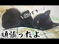 避妊手術から帰った保護猫がこうなりました
