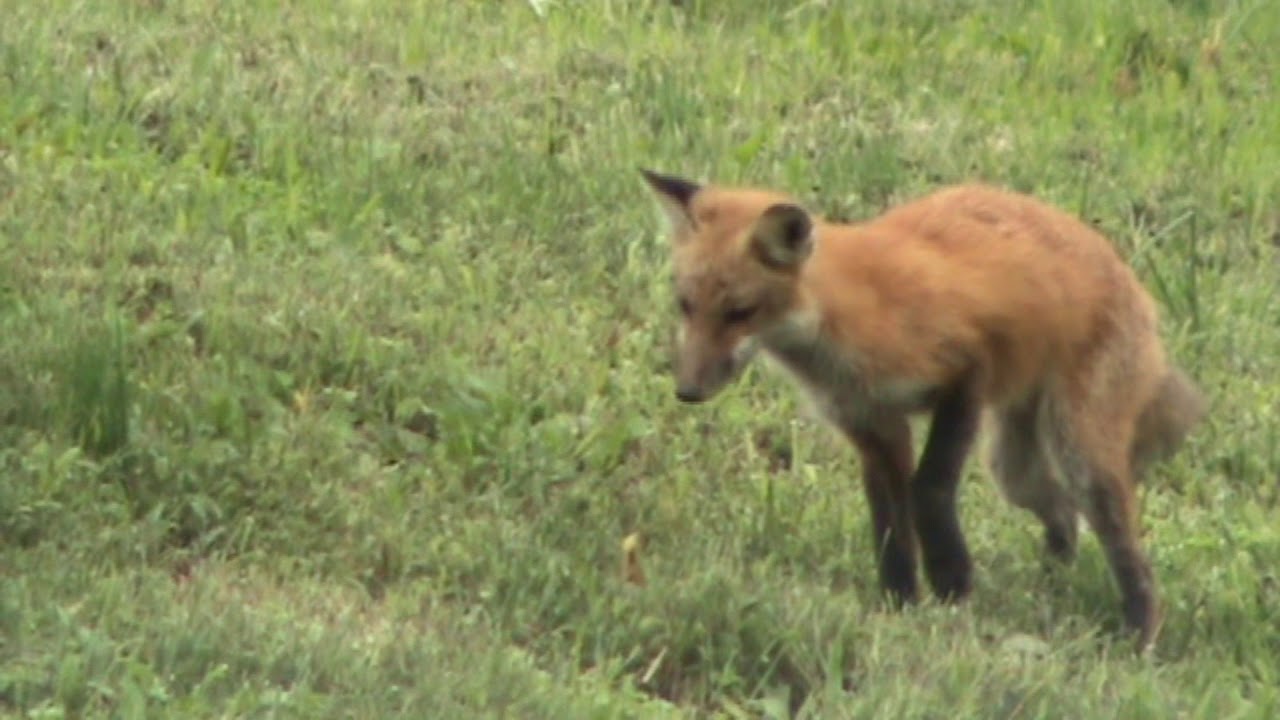 Young red fox explore their environments in Pennsylvania