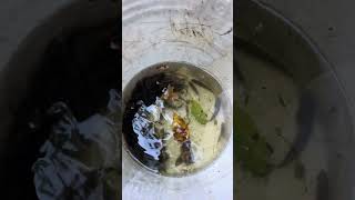 Salvataggio Pesci Nel Canale Che Si È Prosciugato