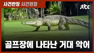 골프 치러 왔다가 '거대 악어' 발견…몸길이 4.5m 추정 / JTBC 사건반장