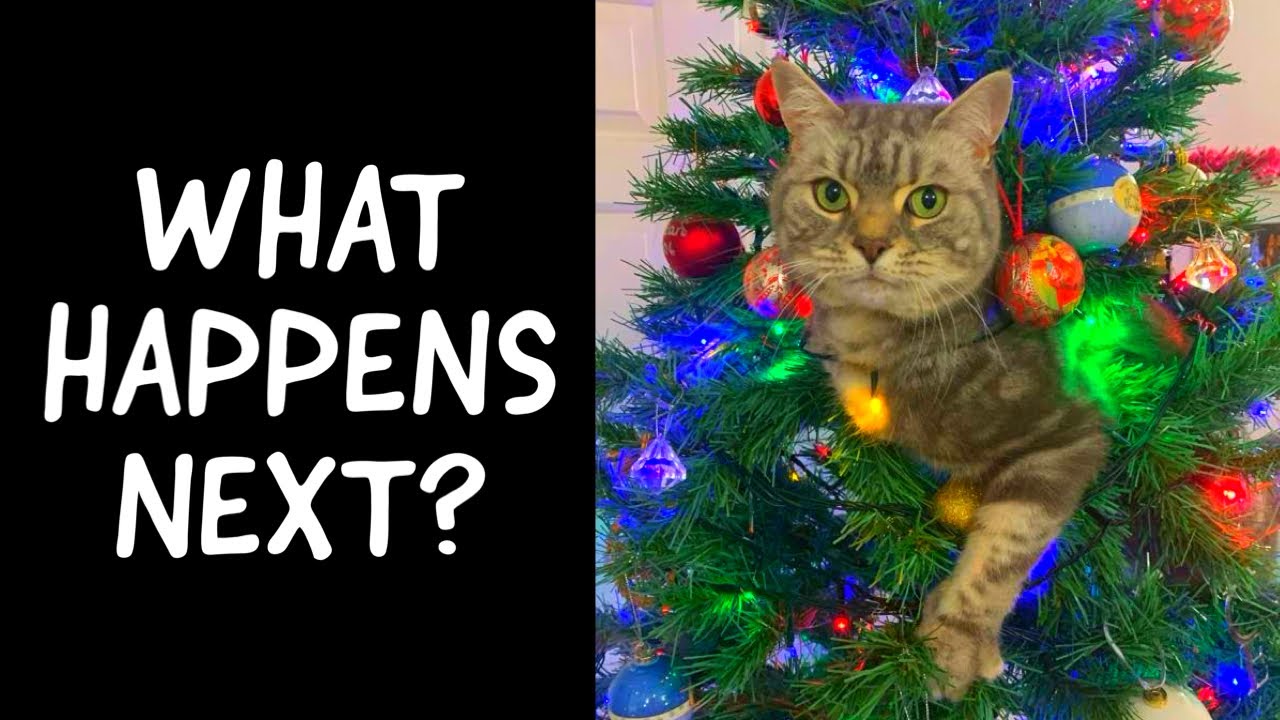 Funny Cat Vs Christmas Tree YouTube