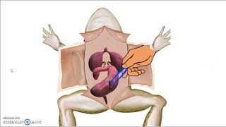 Virtual Frog Dissection