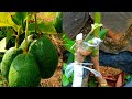 CARA STEK BATANG ALPUKAT/Avocado cuttings