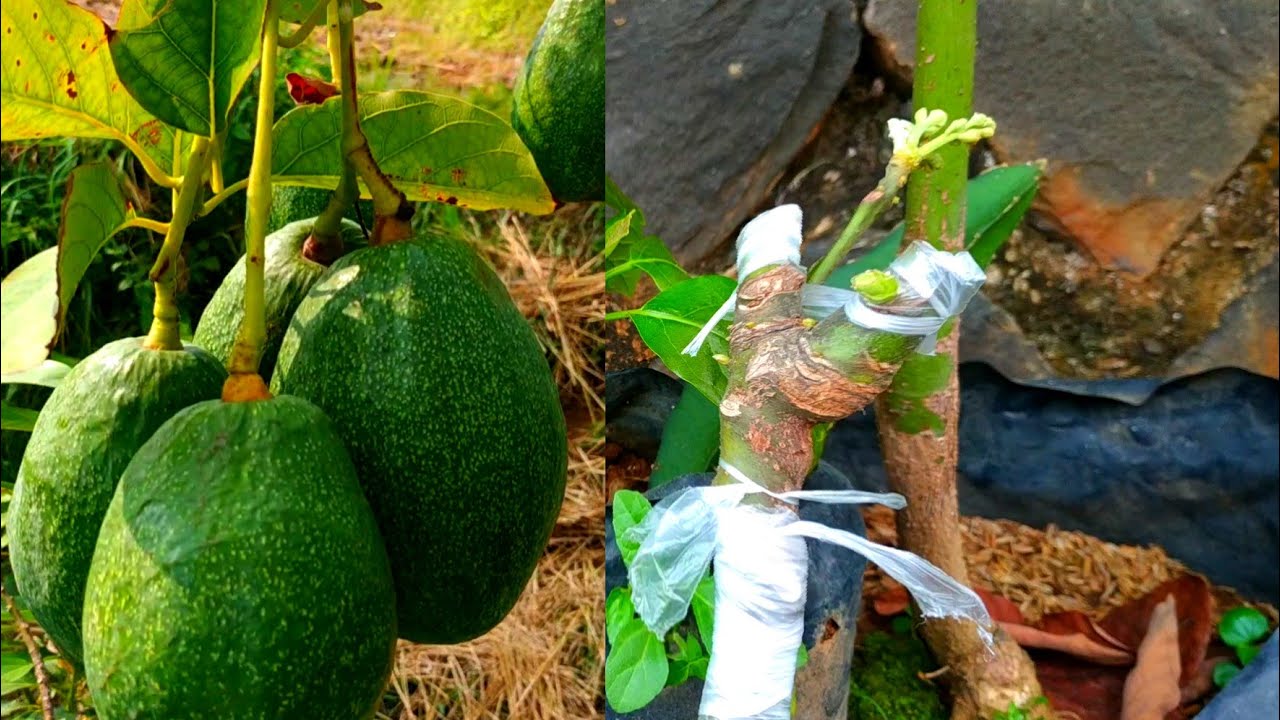 CARA STEK BATANG ALPUKAT/Avocado cuttings