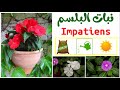 زهرة و نبات البلسم معلومات عن نبتة البلسم Impatiens Balsamina 