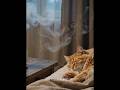 RELAXED VIDEO IN RAINY DAY WITH CAT✨🐈😴 #ai #ambience #relaxing #focus #sleep #cozy #shorts #fyp