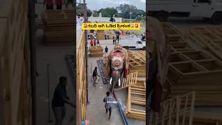 Srikanta Elephant Panic First Time As Pattada Aane Dasara 2025