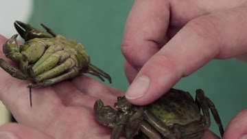 Follow a Researcher® Maine Coast: Episode 4 - Obtaining, Evaluating, and Communicating Information