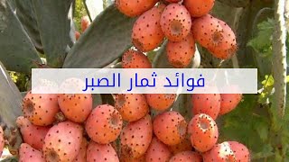 فوائد ثمار الصبر