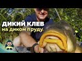 Активная ловля карпа. Секретный водоем. Эпизод №2. Драйвовая рыбалка.