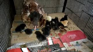 My new Chicks Four Breeds under one hen ! Plymouth Chicks ! Sussex Chicks ! Aseel Chicks! RIR! Choza