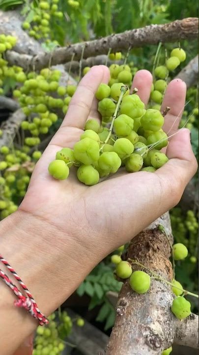 Benefits of cherry fruit #chermaifruit #cermai