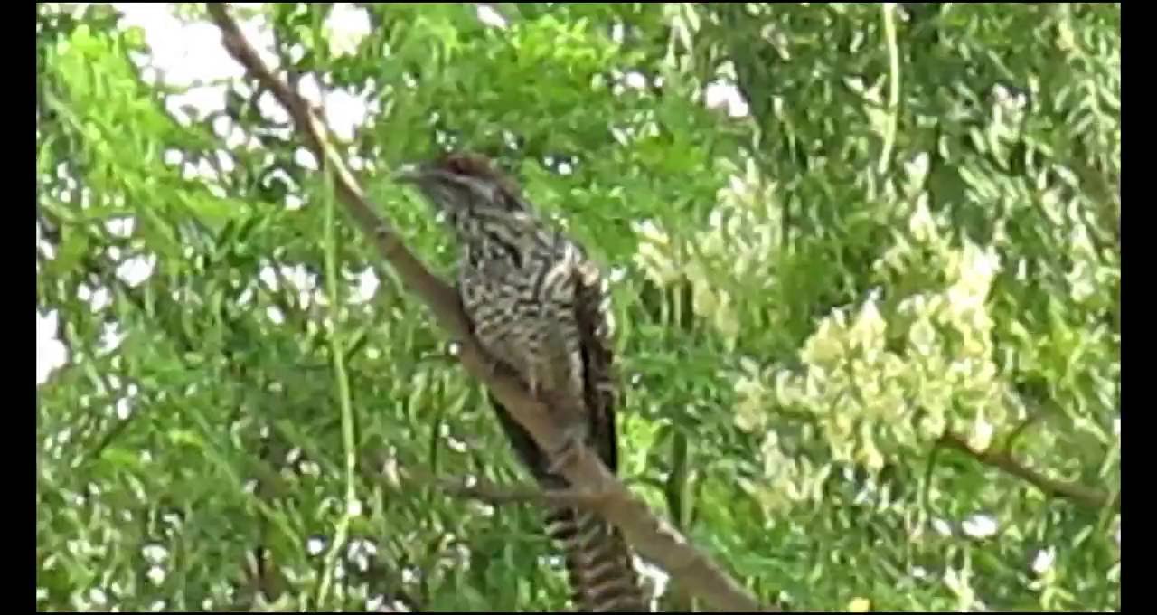 cuckoo house koel cuckoo order of birds