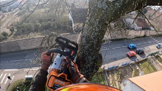 Démontage d'un Cèdre / STIHL MSA 220  MS 462