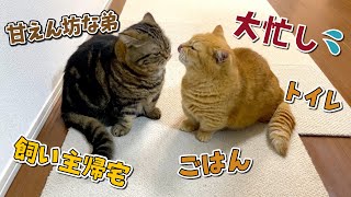 やることが多過ぎてテンパっちゃった兄猫がまさかの行動に…笑