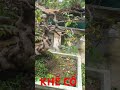 KHẾ CHUA | NHÀ VƯỜN HÙNG OANH