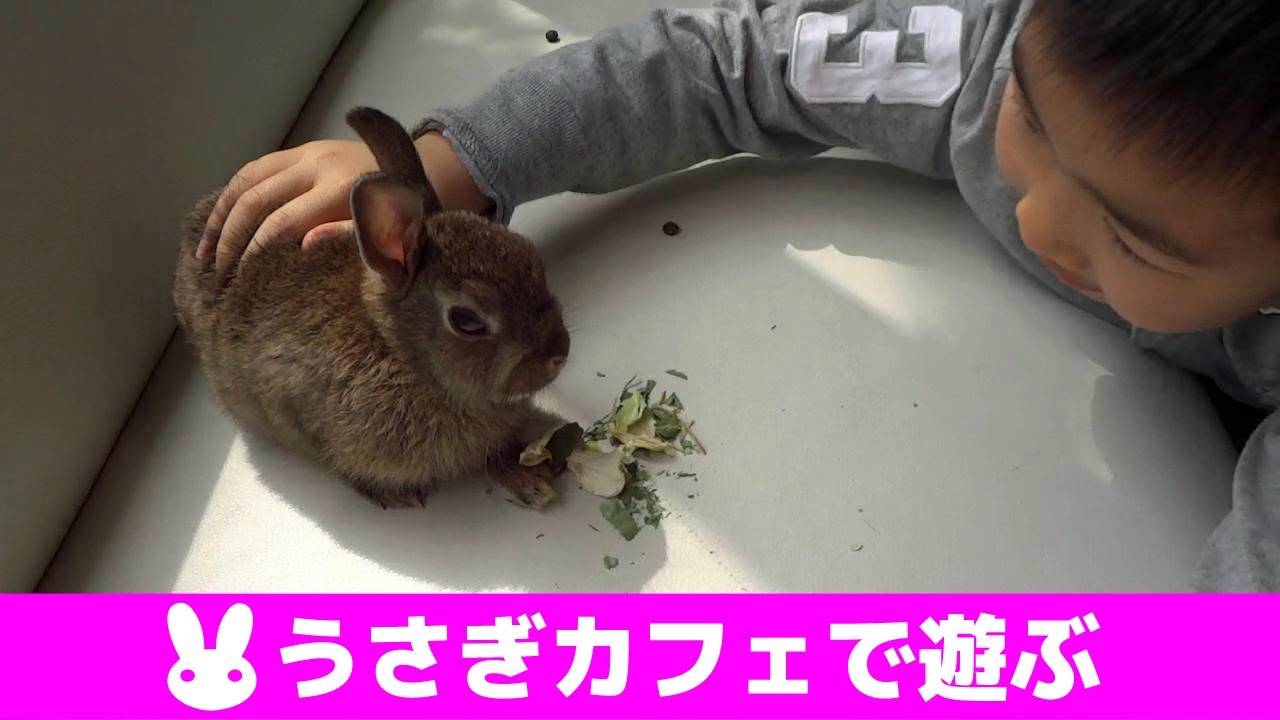 うさぎカフェで遊ぶせんもも Rabbit Cafe Youtube うさぎカフェで遊ぶせんもも Rabbit Cafe Youtube