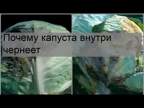 Почему капуста внутри чернеет