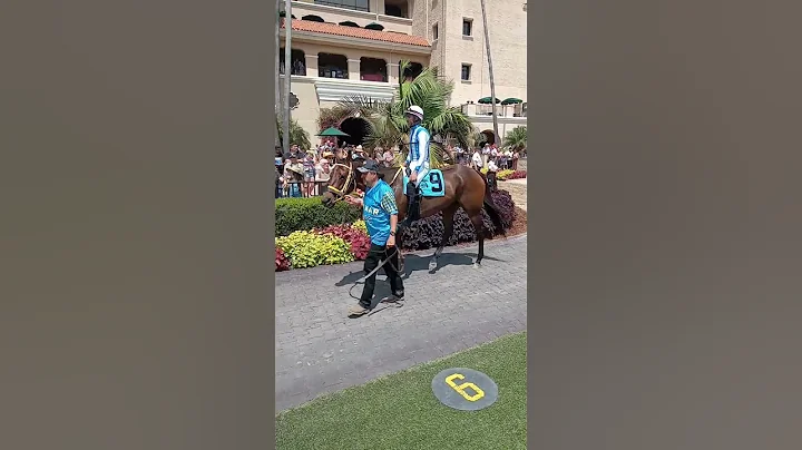 Wiki Wahine heads to the track after being saddled...