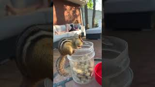 Filler up🥜🥜🥜🥜🐿