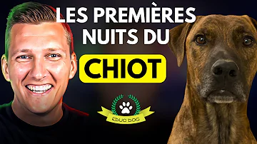 Comment faire dormir un chien la nuit ?