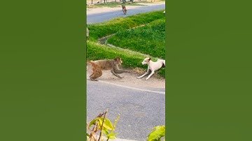 monkey dog fight 🤬😂 #monkey #funny #labrador #fight #viralshort