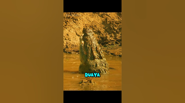 Ketika Buaya Menunggu Mangsanya🐊‼️#shortvideo #buaya