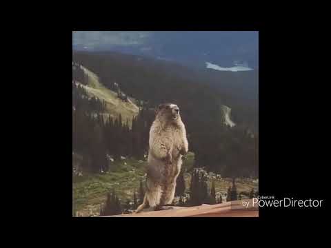 COUB#2 ნაკრები