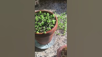 PROPAGATING STRING OF PEARLS❤️ easy method