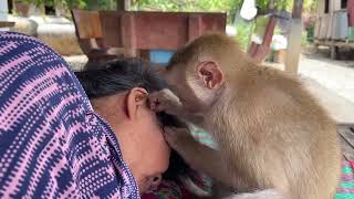 ASMR Monkey Grooming| Zueii Cleaning Grandma Earwax Very Good by ZUEII MONKEY 1,521 views 5 days ago 3 minutes, 35 seconds