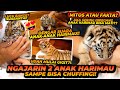 ALSHAD MENGAJARI &quot;BAHASA HARIMAU&quot; CHUFFING KE 2 BAYI HARIMAU INI ! INI MACAM2 SUARA ANAK HARIMAU !!