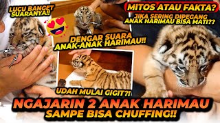 ALSHAD MENGAJARI 'BAHASA HARIMAU' CHUFFING KE 2 BAYI HARIMAU INI ! INI MACAM2 SUARA ANAK HARIMAU !!