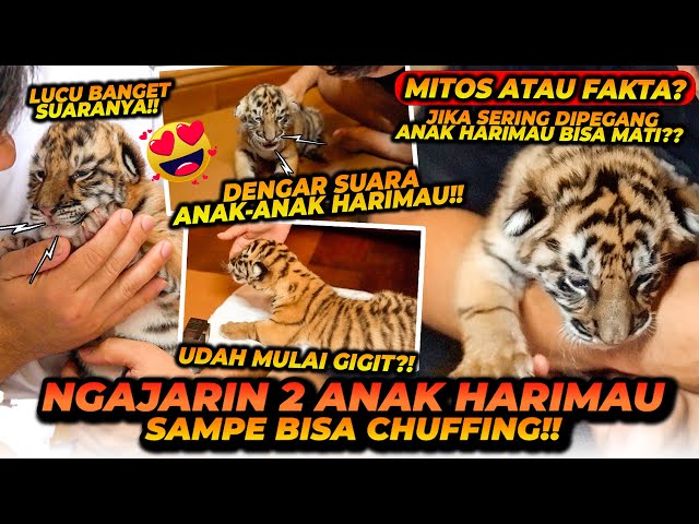 ALSHAD MENGAJARI BAHASA HARIMAU CHUFFING KE 2 BAYI HARIMAU INI ! INI MACAM2 SUARA ANAK HARIMAU !! class=