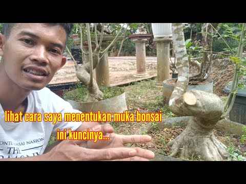 CARA MENENTUKAN MUKA BONSAI DI POHON GAYA MELIUK