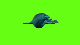 Seal Green Screen Videos