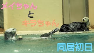 【TOBA AQUARIUM】 A sea otter, Kira has started living with May!!  (March 2021)