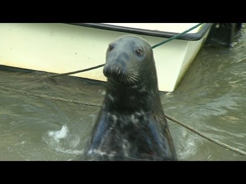 Sammy The Seal Makes A Splash In Wicklow Town Youtube