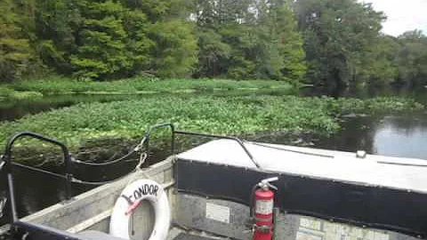 Wild Bills Airboat Ride