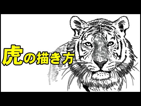 【5分でわかる】虎の顔の描き方 - How To Draw Tiger Face【5 min learning】