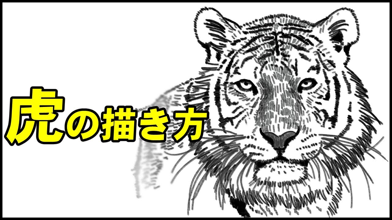 5分でわかる 虎の顔の描き方 How To Draw Tiger Face 5 Min Learning Youtube